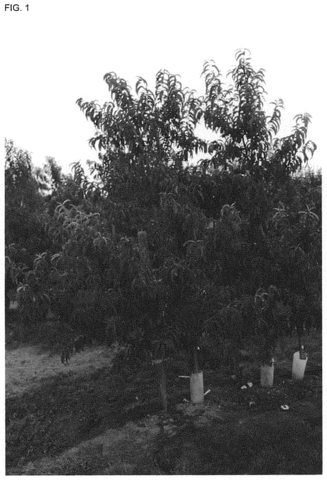 Figure 1 of US plant patent PP34210, the photograph of SWEETJOY printed in the patent.