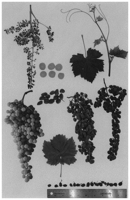 Figure 1 of US plant patent PP34211, the photograph of Sheegene 28 printed in the patent.