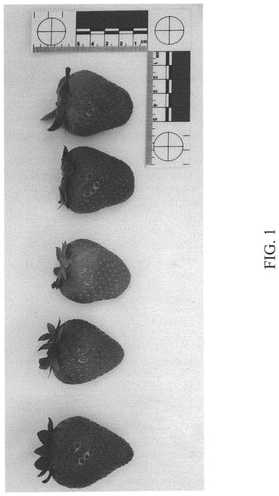 Figure 1 of US plant patent PP34212, the photograph of DrisStrawNinetyThree printed in the patent.