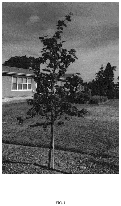 Figure 1 of US plant patent PP34213, the photograph of RNI-RCC3 printed in the patent.