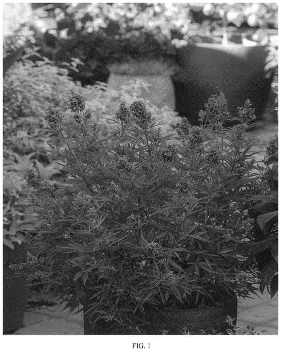 Figure 1 of US plant patent PP34214, the photograph of JBG 19002 printed in the patent.
