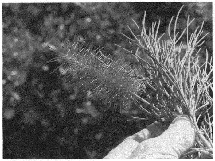 Figure 1 of US plant patent PP34215, the photograph of Eternal Pink Glory printed in the patent.