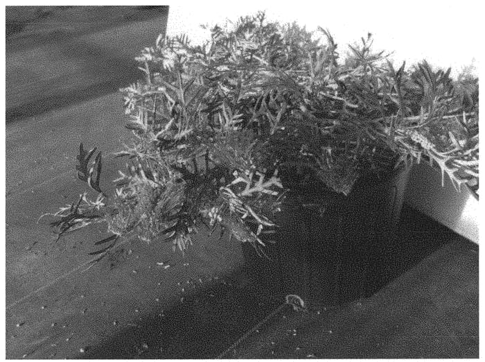 Figure 1 of US plant patent PP34216, the photograph of Eternal Blaze printed in the patent.