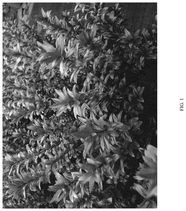 Figure 1 of US plant patent PP34217, the photograph of Faz-Red printed in the patent.