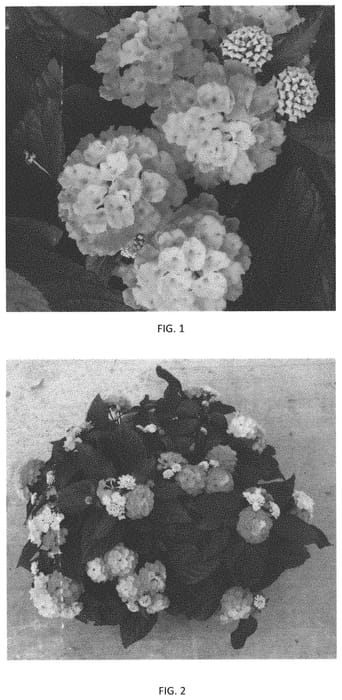 Figure 1 of US plant patent PP34218, the photograph of LANZ0039 printed in the patent.