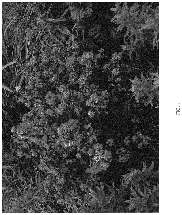 Figure 1 of US plant patent PP34219, the photograph of G19234 printed in the patent.
