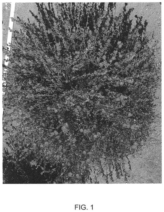 Figure 1 of US plant patent PP34220, the photograph of Orange Crush printed in the patent.