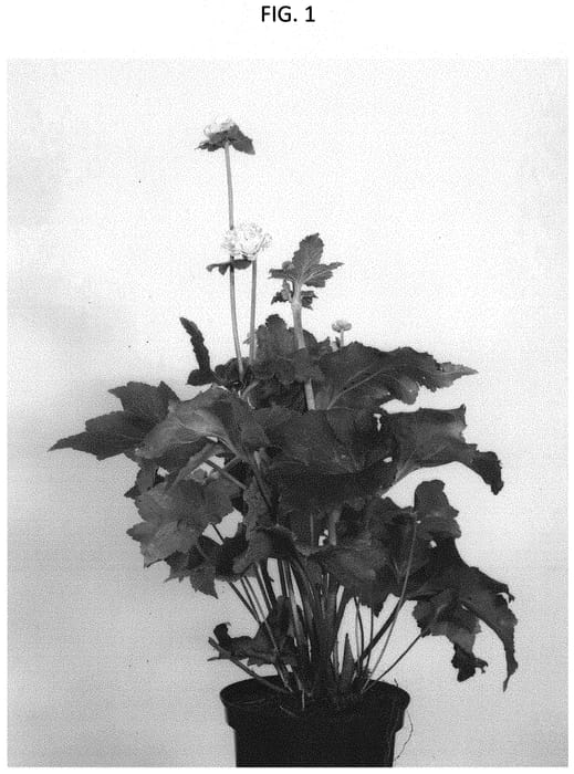 Figure 1 of US plant patent PP34221, the photograph of WESKIPO printed in the patent.