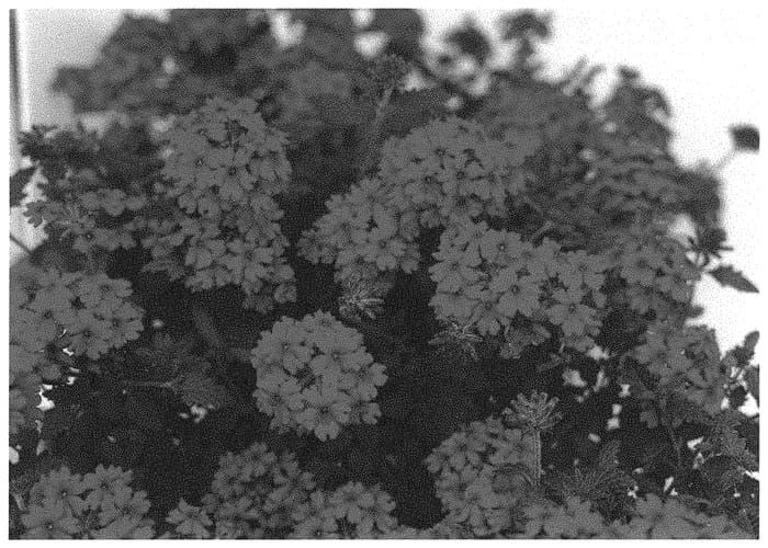 Figure 1 of US plant patent PP34222, the photograph of KLEVP20067 printed in the patent.