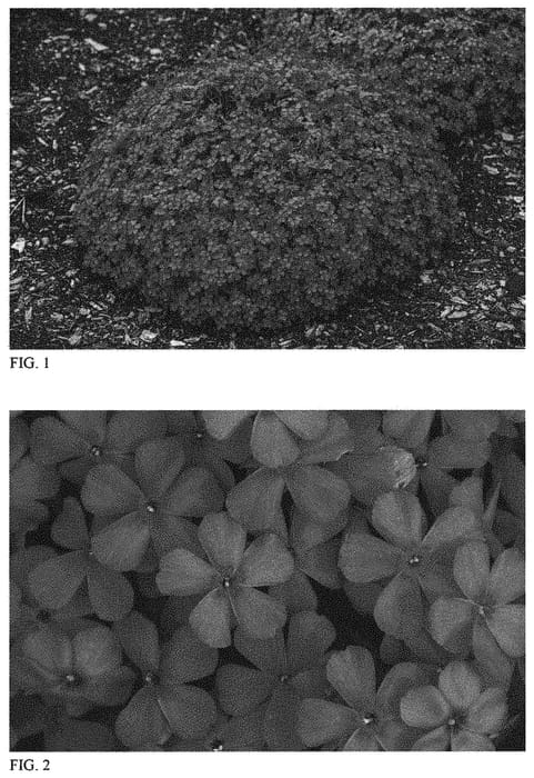 Figure 1 of US plant patent PP34223, the photograph of Ruby Riot printed in the patent.
