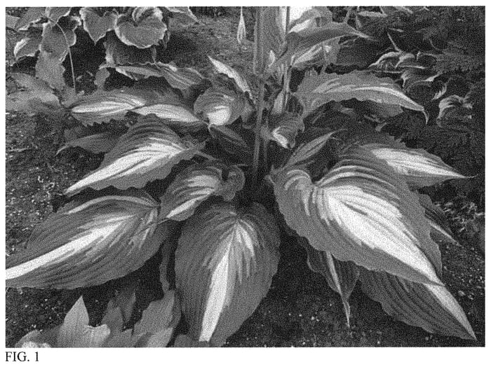 Figure 1 of US plant patent PP34224, the photograph of Love Story printed in the patent.
