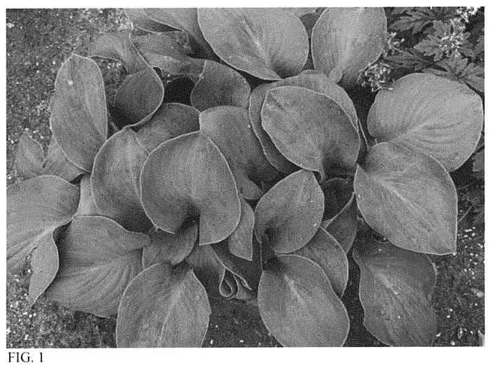 Figure 1 of US plant patent PP34225, the photograph of Silver Bullet printed in the patent.