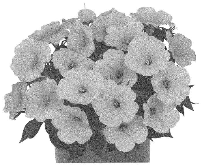 Figure 1 of US plant patent PP34226, the photograph of Dopetsuryesto printed in the patent.