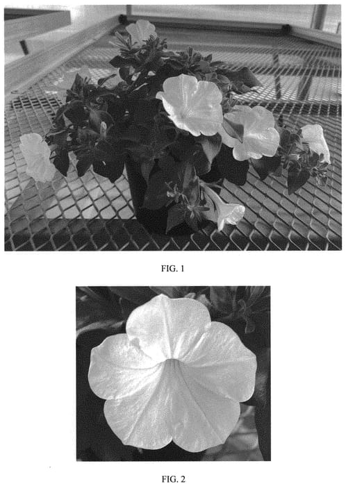 Figure 1 of US plant patent PP34227, the photograph of Balsursite printed in the patent.