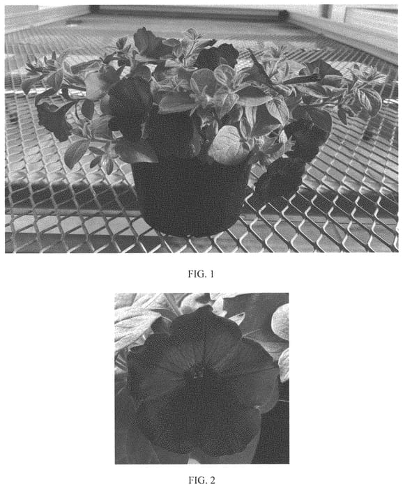 Figure 1 of US plant patent PP34228, the photograph of Balsursarlu printed in the patent.
