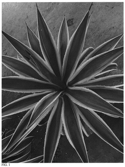Figure 1 of US plant patent PP34229, the photograph of Dressed to Impress printed in the patent.