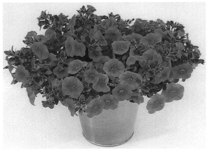 Figure 1 of US plant patent PP34230, the photograph of KLECA20858 printed in the patent.