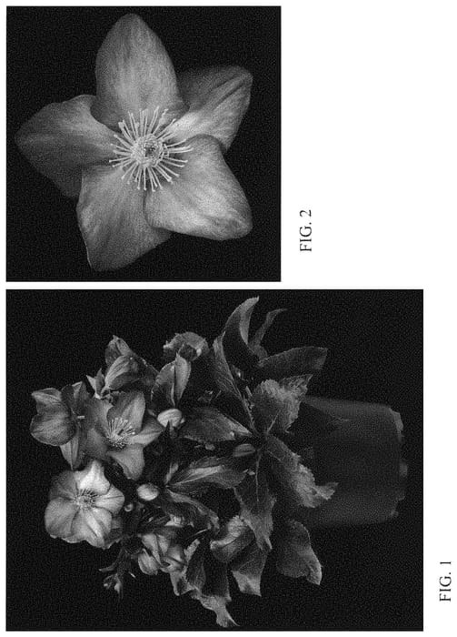 Figure 1 of US plant patent PP34231, the photograph of COSEH 6200 printed in the patent.