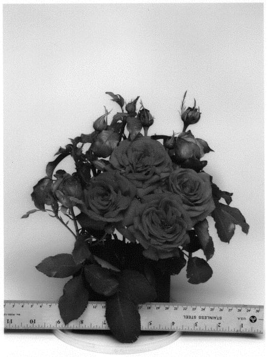 Figure 1 of US plant patent PP34232, the photograph of WEKwibscryper printed in the patent.