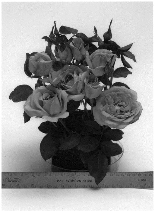 Figure 1 of US plant patent PP34233, the photograph of WEKcrypeplos printed in the patent.