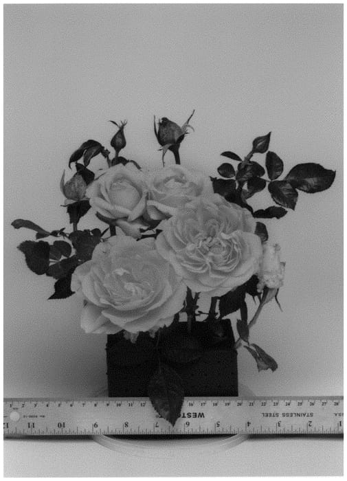 Figure 1 of US plant patent PP34234, the photograph of WEKcaspetono printed in the patent.