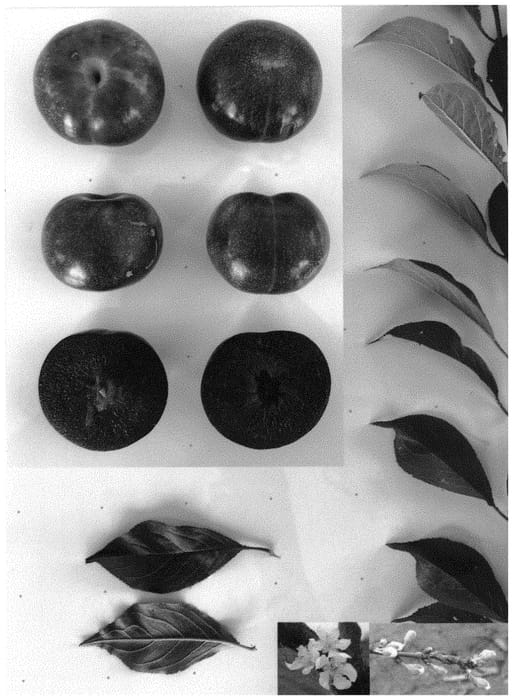 Figure 1 of US plant patent PP34235, the photograph of Plumred II printed in the patent.