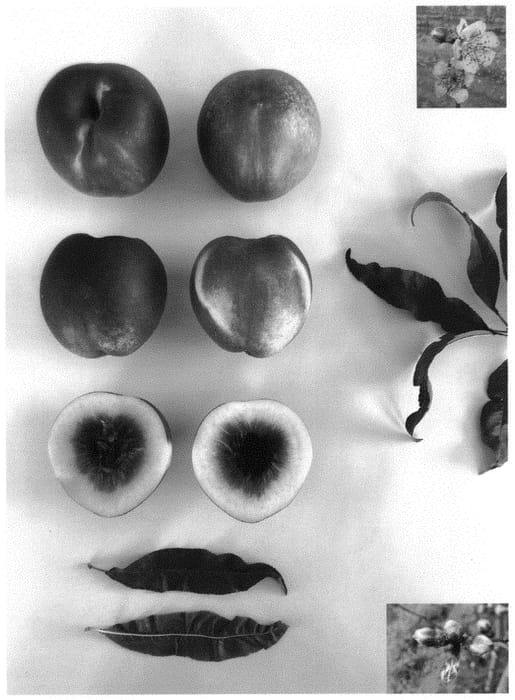 Figure 1 of US plant patent PP34236, the photograph of Pearlicious XXIV printed in the patent.