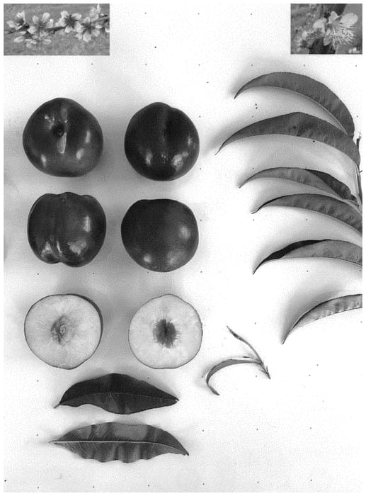 Figure 1 of US plant patent PP34237, the photograph of Giant Sugarine printed in the patent.