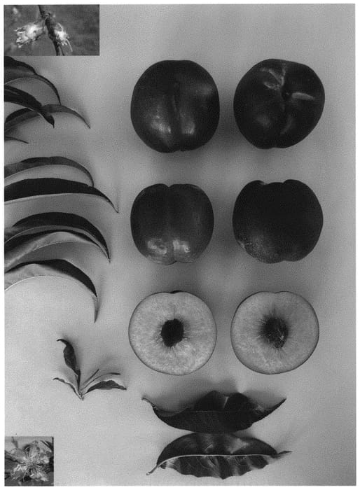 Figure 1 of US plant patent PP34238, the photograph of Candysweet XIII printed in the patent.