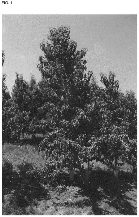 Figure 1 of US plant patent PP34239, the photograph of SWEETPINKIE printed in the patent.