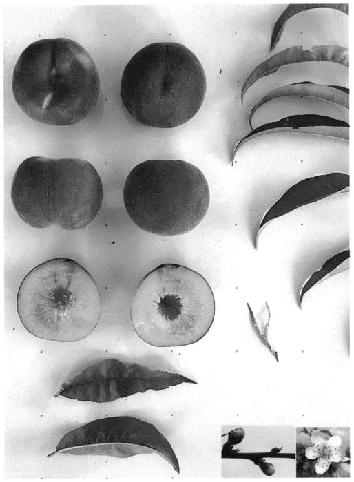 Figure 1 of US plant patent PP34240, the photograph of RED PRINCESS IV printed in the patent.