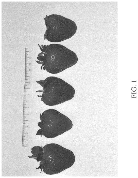 Figure 1 of US plant patent PP34241, the photograph of DrisStrawEightyEight printed in the patent.