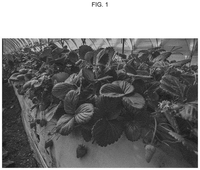 Figure 1 of US plant patent PP34242, the photograph of UCD Finn printed in the patent.