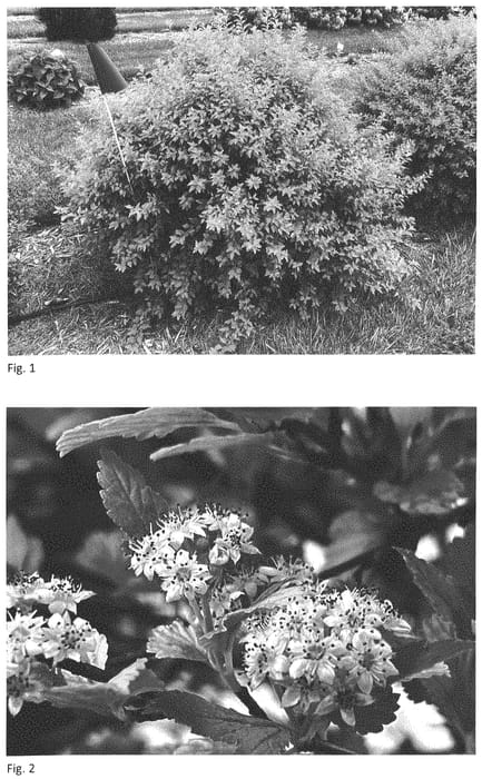 Figure 1 of US plant patent PP34243, the photograph of ZLEMichael printed in the patent.