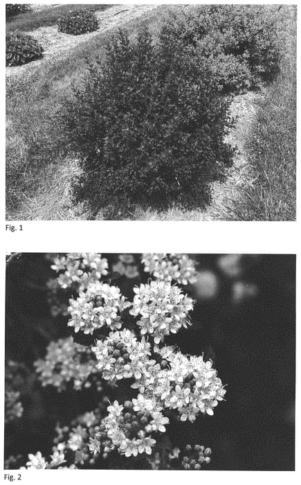 Figure 1 of US plant patent PP34244, the photograph of ZLENatalie printed in the patent.