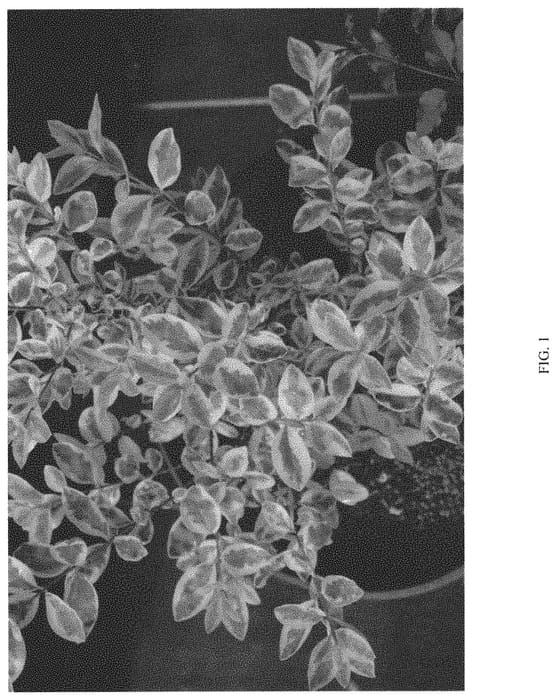 Figure 1 of US plant patent PP34245, the photograph of NCLO1 printed in the patent.