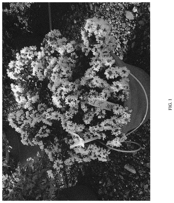 Figure 1 of US plant patent PP34246, the photograph of G18147 printed in the patent.