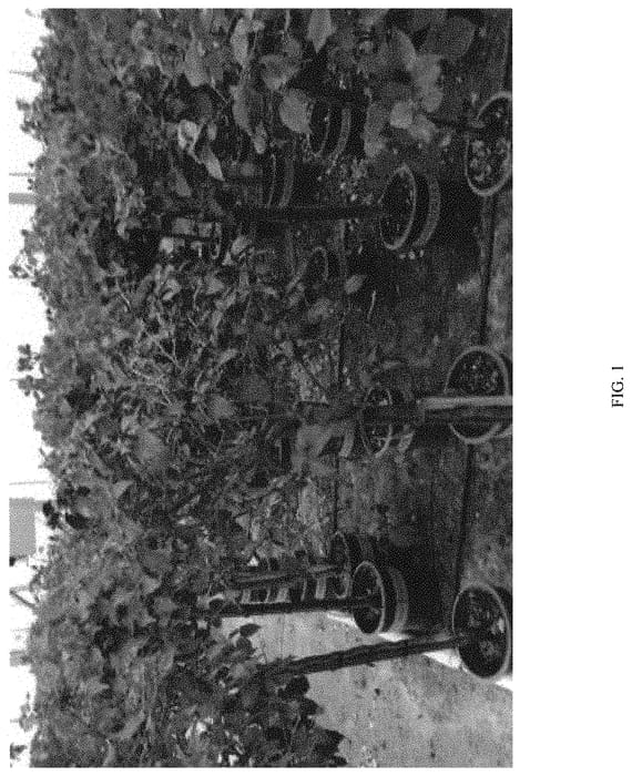 Figure 1 of US plant patent PP34247, the photograph of Monharr printed in the patent.