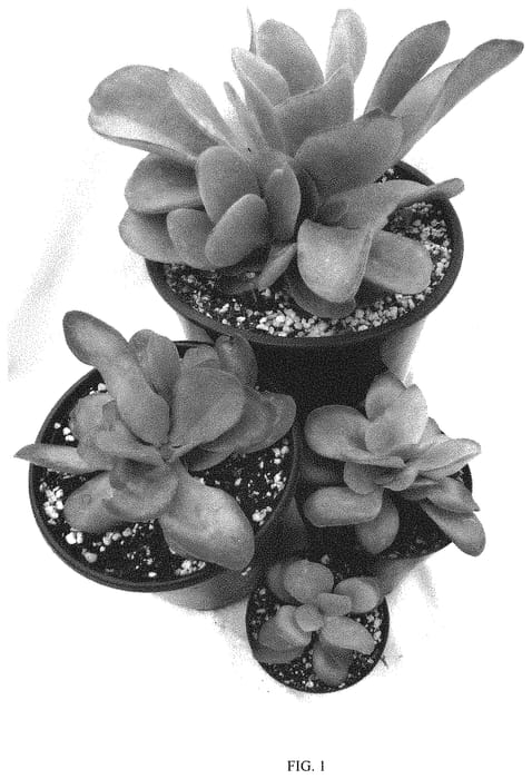 Figure 1 of US plant patent PP34248, the photograph of Little Dragon printed in the patent.