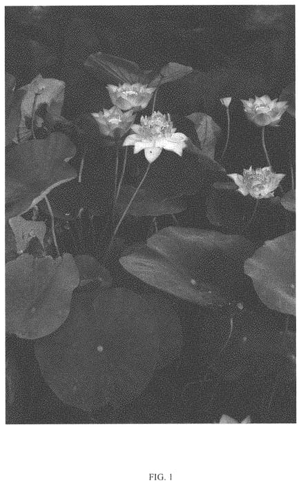 Figure 1 of US plant patent PP34249, the photograph of ZHONGSHAN HONGLAN printed in the patent.