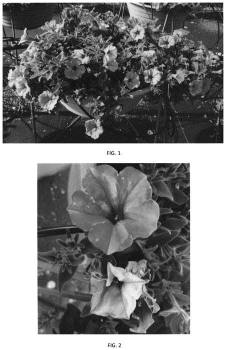 Figure 1 of US plant patent PP34250, the photograph of PEHY0058 printed in the patent.