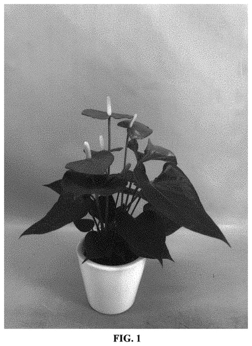 Figure 1 of US plant patent PP34251, the photograph of ANTHGESSIM printed in the patent.