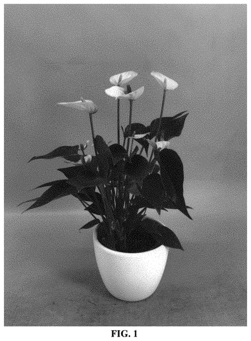 Figure 1 of US plant patent PP34252, the photograph of AN2608442 printed in the patent.