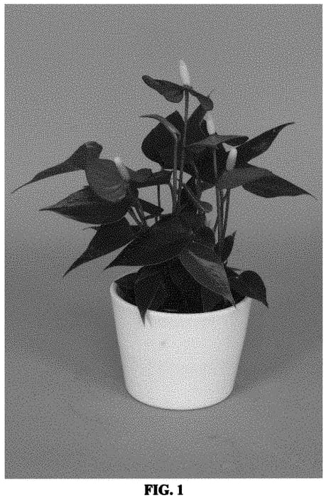 Figure 1 of US plant patent PP34253, the photograph of AN2971079 printed in the patent.