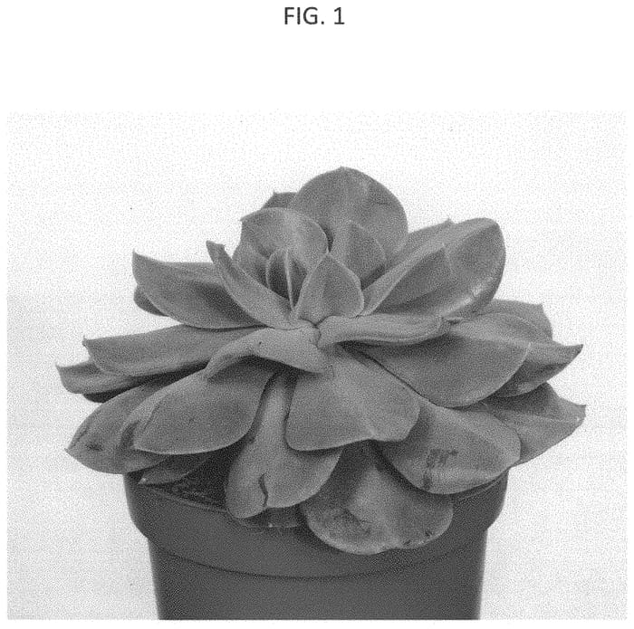 Figure 1 of US plant patent PP34254, the photograph of Serena printed in the patent.