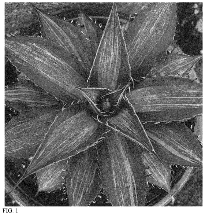 Figure 1 of US plant patent PP34255, the photograph of Sweet Tooth printed in the patent.