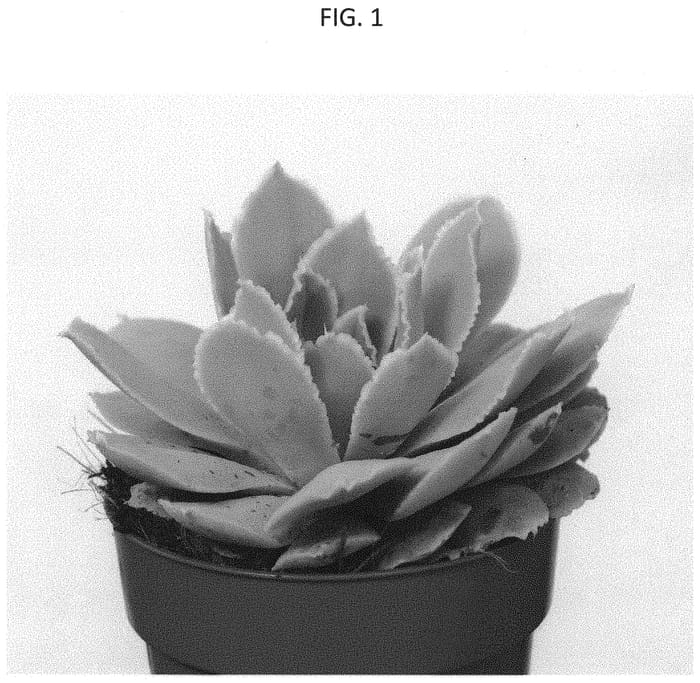 Figure 1 of US plant patent PP34256, the photograph of AMIECH2009 printed in the patent.