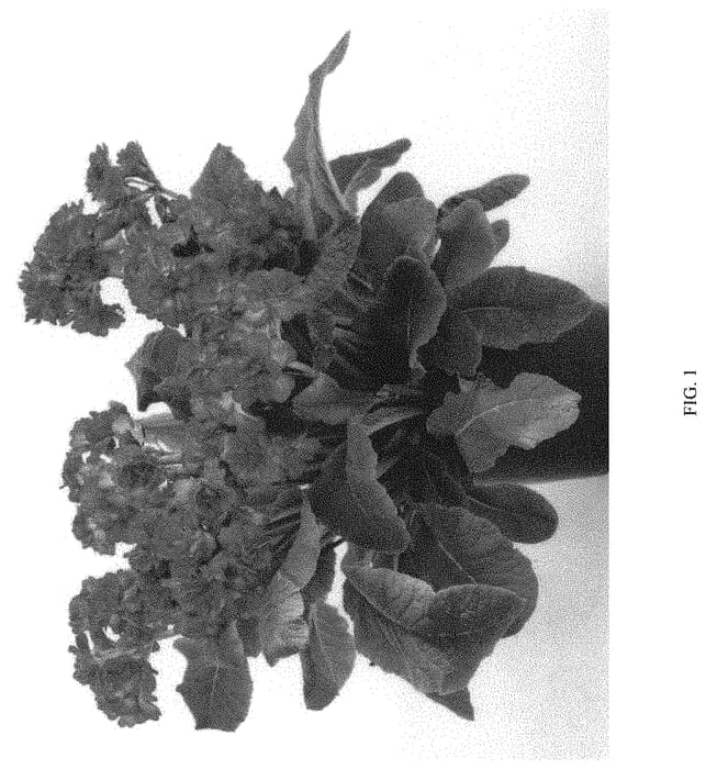 Figure 1 of US plant patent PP34257, the photograph of KERPOLILA printed in the patent.