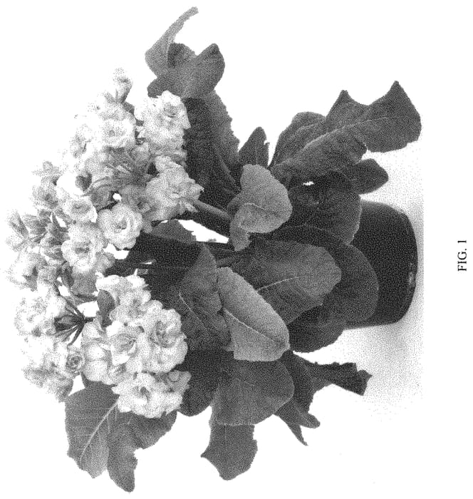 Figure 1 of US plant patent PP34258, the photograph of KERPOLSOPIN printed in the patent.