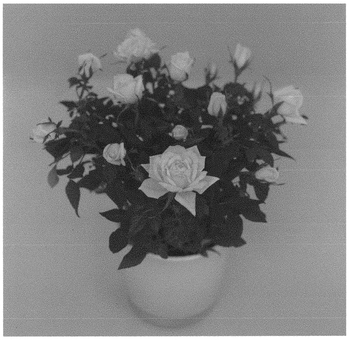Figure 1 of US plant patent PP34259, the photograph of KORaroma12 printed in the patent.